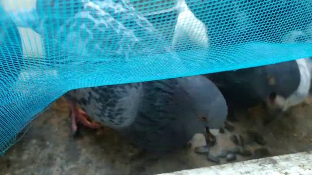Доброе утро,кормлю своё хозяйство смотреть онлайн