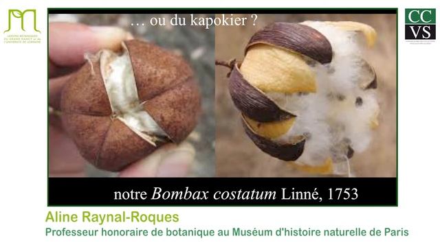 Aline RAYNAL-ROQUES - "Histoire dans le temps et l'espace de l'illustration botanique" смотреть онлайн