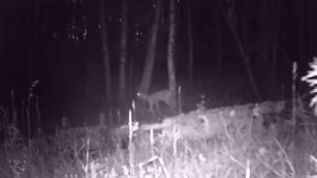 САМЕЦ КОСУЛИ смотреть онлайн