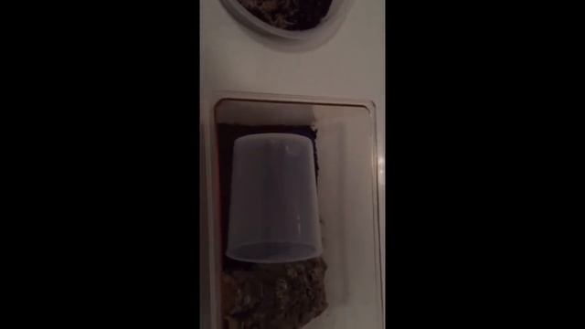 Mexican red rump rehousing + bonus FEEDING!!! (Brachypelma Vagans) MUST WATCH. Amazing tarantula смотреть онлайн