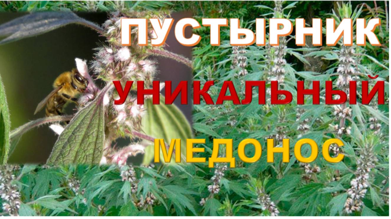Пчелиный рай: секреты сбора нектара и выращивания пустырника смотреть онлайн