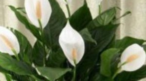 Уходу за комнатным цветком спатифиллум (женское счастье)