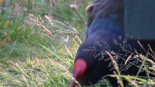 Heaphy Track | Aotearoa | Nature Sounds | Takahe смотреть онлайн