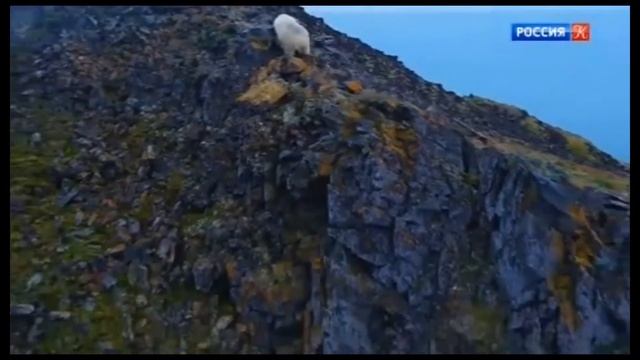 24 09 20 Культура Далекая близкая Арктика смотреть онлайн