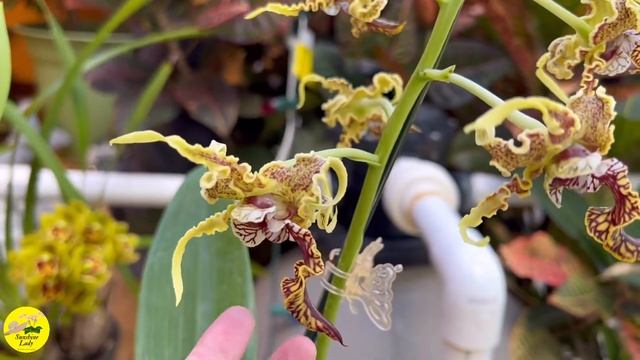 My Dendrobium spectabile in bloom 😍 смотреть онлайн