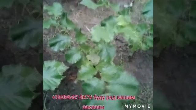 Стан Горизонтальних саджанців Фундука смотреть онлайн