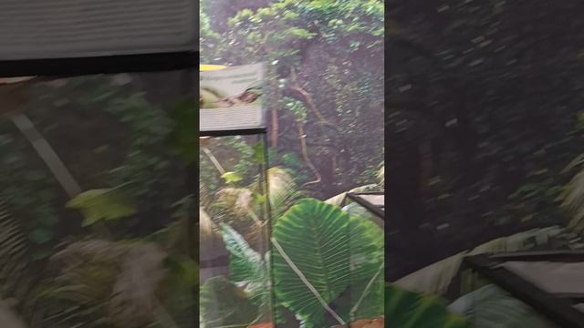 Выставка пауков, рептилий и хищных растений, Дзержинского, Красная площадь, 2 этаж.