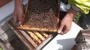 Карпатка 54 линия