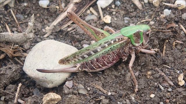 Wrattenbijter/Wart-biter (Decticus verrucivorus) Vrouwtje/Female смотреть онлайн