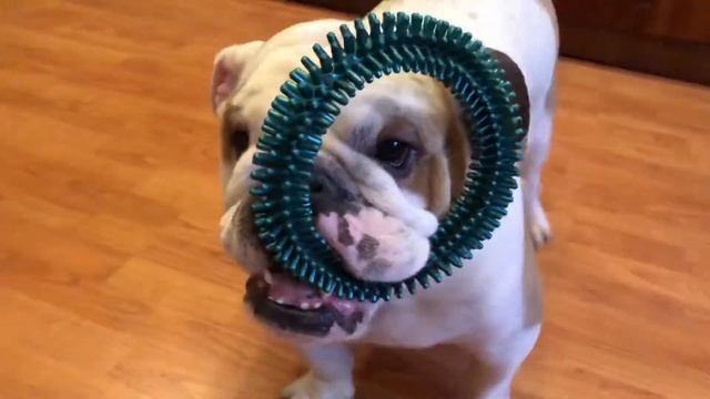 Как работает Harley Davidson, показывает бульдог смотреть онлайн