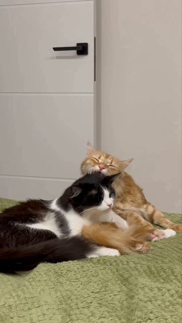 Кошечкина любовь смотреть онлайн