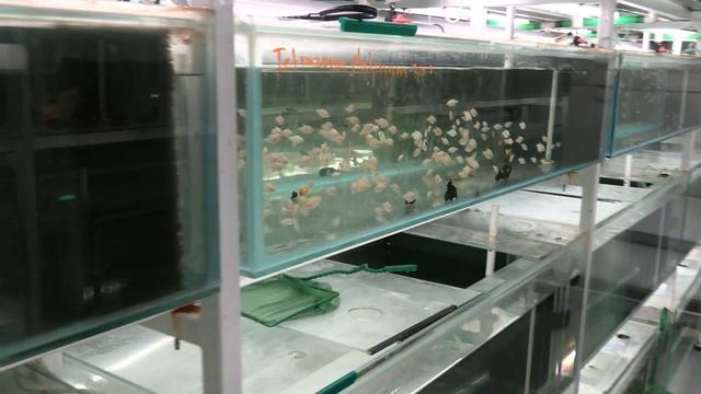 Zo zákulisia eshopu - Shrimp.sk смотреть онлайн