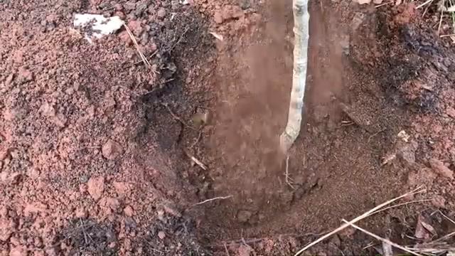 Como Plantar Magnolias смотреть онлайн