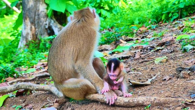 Super 😂dragging... Mom doesn't love her baby monkey 😂rejected not for milk and gives a 😂hard lesson смотреть онлайн