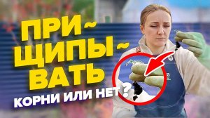 ЗАЧЕМ ПРИЩИПЫВАТЬ КОНЧИК КОРНЯ У ТОМАТОВ