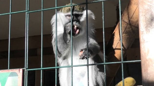С Рождеством Христовым от Абу, Сени и Маши! Merry Christmas from Abu, Senya and Masha! смотреть онлайн