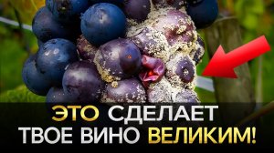 Что на САМОМ ДЕЛЕ определяет конечный вкус Вина? ⎪Тонкости Виноделия, о которых ты НЕ знал!