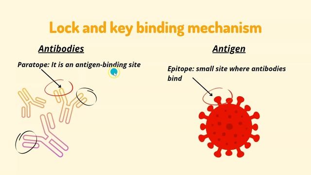 Antigen and Antibody I How our immune system works and kills antigens? смотреть онлайн