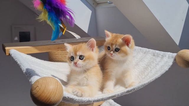 Luna + Lotus of Silver Legend смотреть онлайн