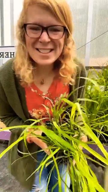 Have you heard of Lemon grass? This is herbal grass is a favorite 😍 смотреть онлайн