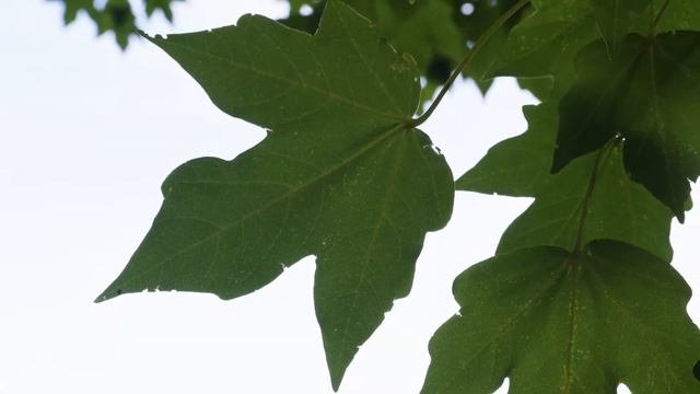 Acer miyabei - Miyabe Maple смотреть онлайн