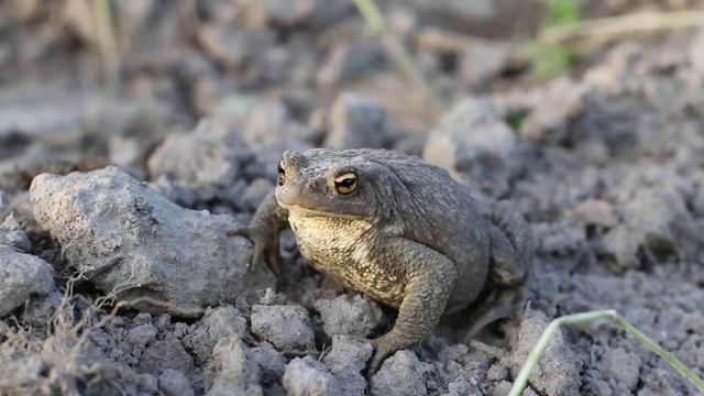 Жабка Даша смотреть онлайн