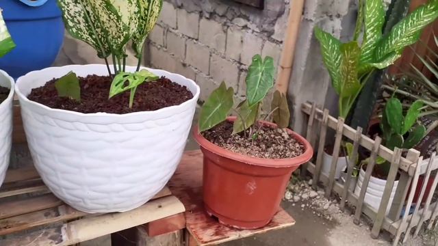 Different Type of Plants/Houseplant tour with Plant Names смотреть онлайн