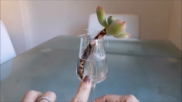 Propagação de suculentas por estacas na água смотреть онлайн