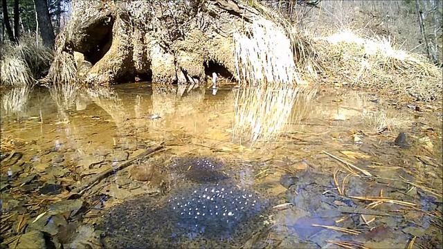 Поющие Лягушки смотреть онлайн