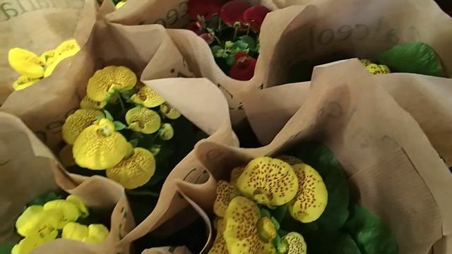 Calceolaria смотреть онлайн
