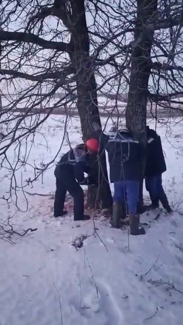 Дуб,спил дуба смотреть онлайн