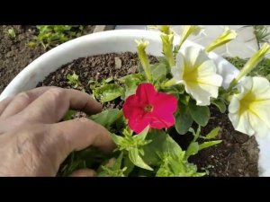 Посадка гортензии Анабель,обзор цветов, и описание Калины Бульдонеж