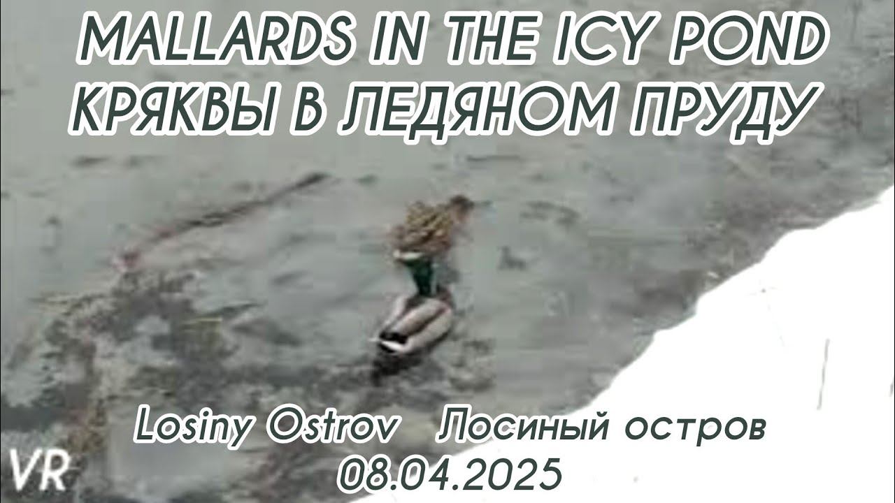 Утки кряквы плавают в ледяном пруду/Mallard ducks swimming in an icy pond 08.04.2025 смотреть онлайн