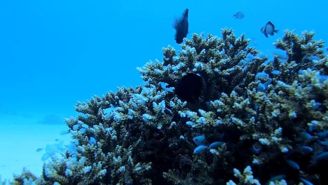 OLYMPUS OM-D E-M5＋PT-EP08　水中動画作例 смотреть онлайн