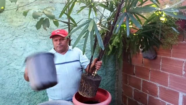 Como plantar e cuidar Palmeira Ráfia смотреть онлайн