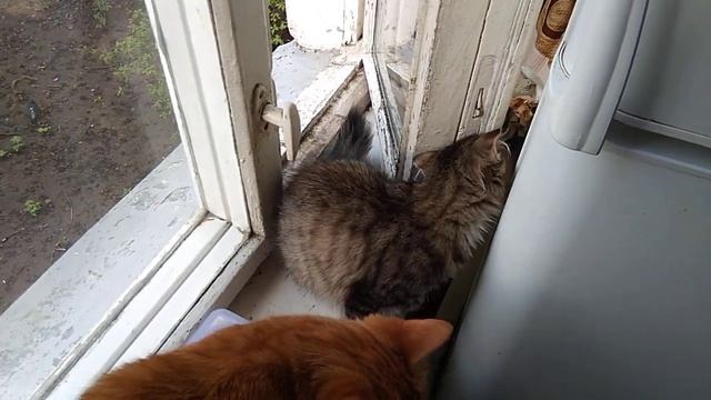 3 Мая 2021 г. 16:13 Кошки ходят по окну смотреть онлайн