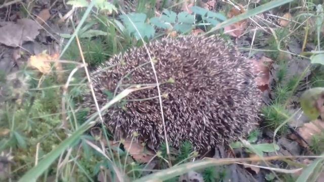 Ежик на моем участке. смотреть онлайн
