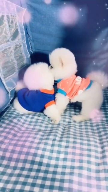 #dogsoftiktok#cute #pet#animals #fyp#foryou #short #doggy #maltese #pomsky #poodle #pomeraina #malt смотреть онлайн