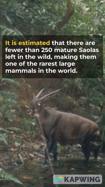 The Saola: The Rare and Elusive asian Unicorn смотреть онлайн