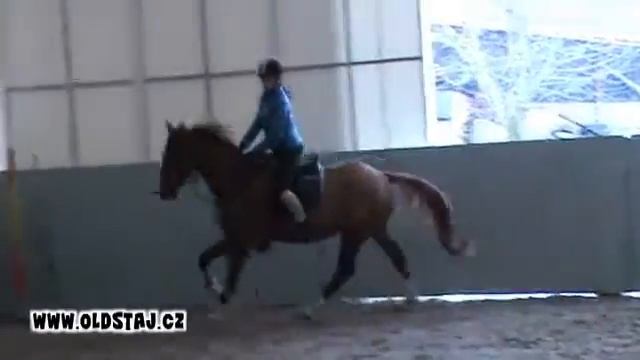 --SOLD to the USA--Guidam Sid, 2007 Guidam Sohn x Grand Step, training 12 12 смотреть онлайн