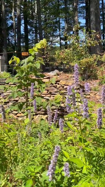 Fall Pollinator Support Plants: Anise Hyssop смотреть онлайн