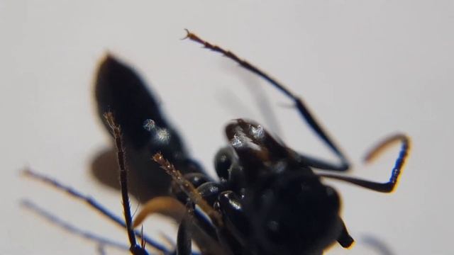 Neoponera apicalis macro x50 - x500 смотреть онлайн