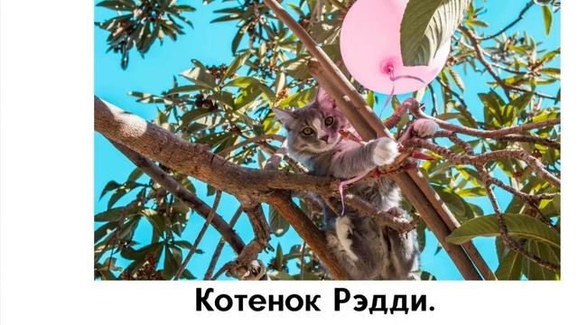 Котенок Рэдди. Глава 6. WELL DONE, PINKY! смотреть онлайн