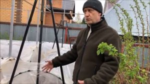 Весенний разгон винограда. Что это такое и зачем он нужен?