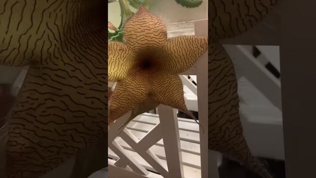 Stapelia Gigantea in Bloom смотреть онлайн