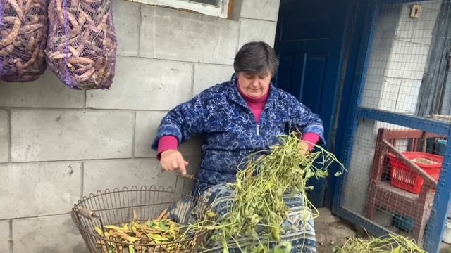 Який у нас урожай квасолі цього року … смотреть онлайн