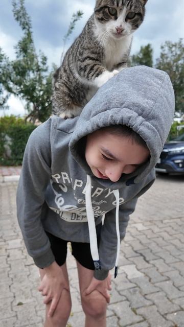 кот мнет 2) смотреть онлайн