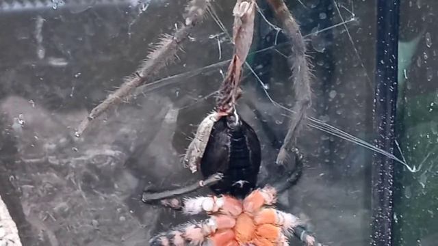 Cupiennius salei update смотреть онлайн