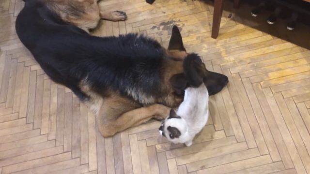 Котёнок с собакой смотреть онлайн