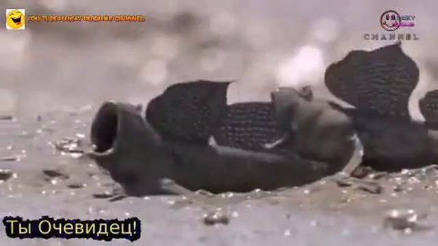 Орущие рыбки! смотреть онлайн